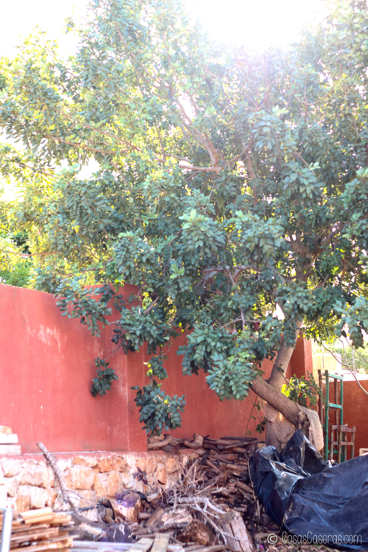 Un gran árbol algarrobo crece junto a un muro rojo en un patio iluminado por el sol, donde la leña apilada.