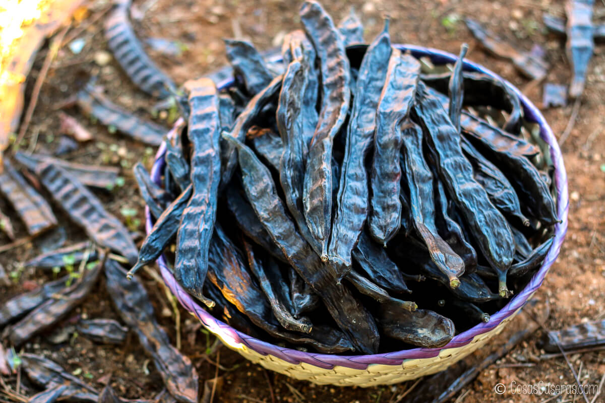 Una cesta llena de algarrobas secas está en el suelo, con más algarrobas esparcidas a su alrededor, lista para hacer harina de algarroba.