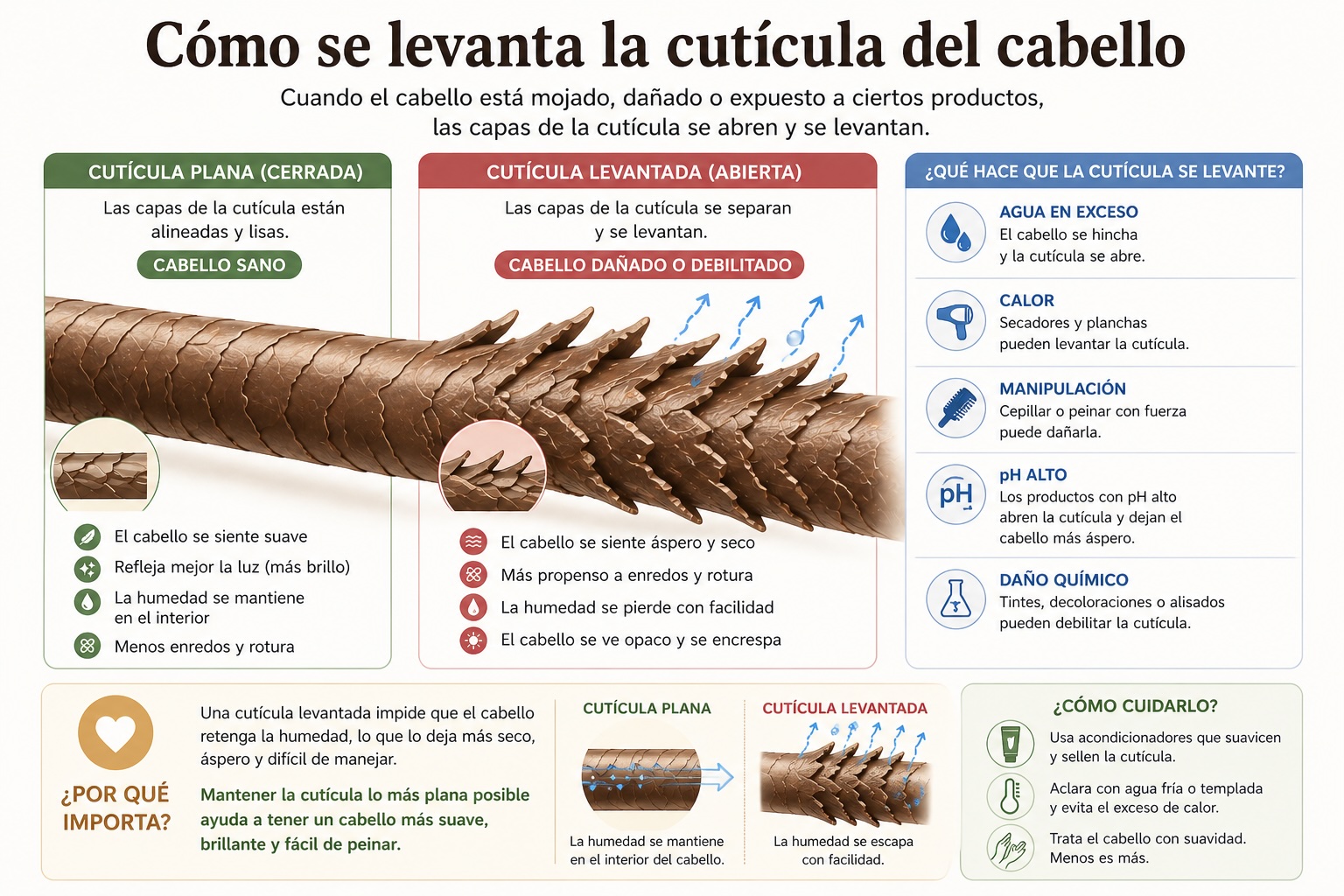 Infografía que explica cómo se levantan las cutículas capilares, muestra las diferencias entre cutículas planas y levantadas, causas, efectos y consejos de cuidado para mantener la salud de las cutículas capilares.